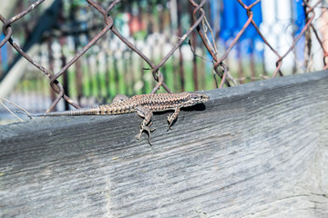 lizard Lacerta viridis on a wooden board