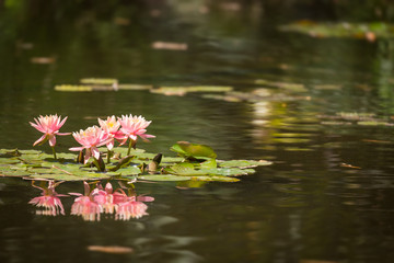 Obraz na płótnie Canvas Beautiful Pink Lotus Flowers In Lily Pond