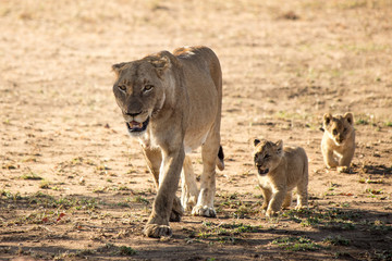 Fototapeta na wymiar Lion Family at the Savanna, South Africa