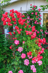 Beautiful red blooming rose flower bush in home garden at countryside at summer. Decorations and gardening. Vertical view