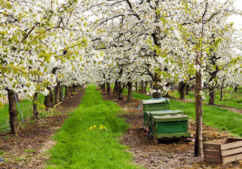 Naklejka premium Blüte der Kirschbäume im Alten Land bei Jork in Norddeutschland