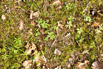 Forest ground with dry leaves and moss background.
