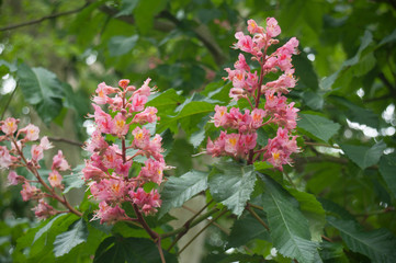 châtaignier en fleur
