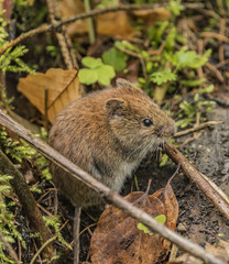 Brown orange mouse in forest