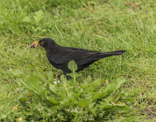 Blackbird in green grass in spring morning