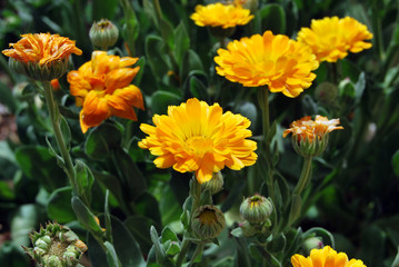 FLORES Y ABEJAS