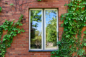 Fototapeta na wymiar Window Covered by Vegetation