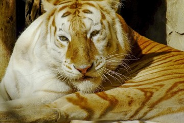 Tigre mirando desafiante