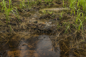 Creek in spring color forest in north Bohemia