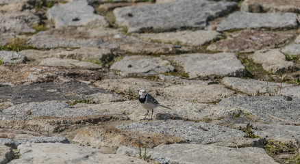 Wagtail bird on stone pavement