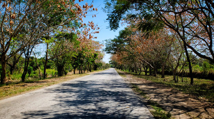 Naklejka premium a road with trees bending over