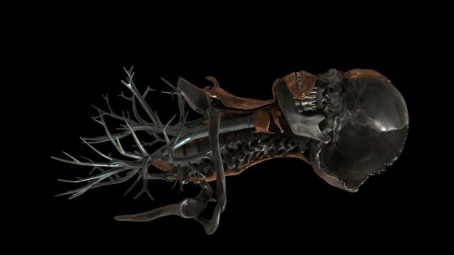 Metal skull bones muscles inner organs human