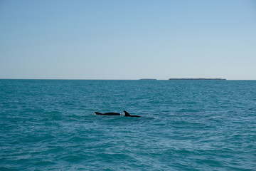 Fototapeta premium Dolphins swimming in the ocean