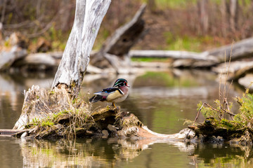 Carolina wood duck in a boreal forest Quebec, Canada