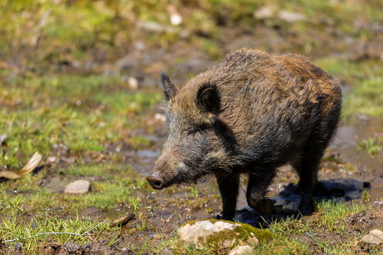 Wild boar in a boreal forest Quebec, Canada.