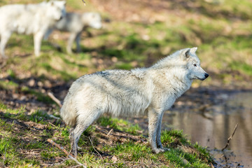 White Arctic wolf in a forest in Northern Canada alert and looking for prey, taken just after the snows had cleared in early April.
