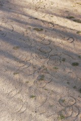 Horse footprints in the sand with shadows