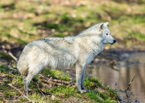 White Arctic wolf in a forest in Northern Canada alert and looking for prey, taken just after the snows had cleared in early April.