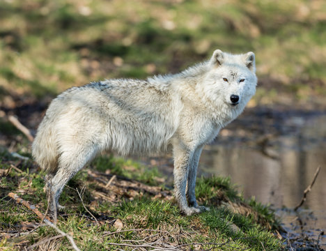 White Arctic wolf in a forest in Northern Canada alert and looking for prey, taken just after the snows had cleared in early April.