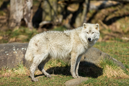 White Arctic wolf in a forest in Northern Canada alert and looking for prey, taken just after the snows had cleared in early April.