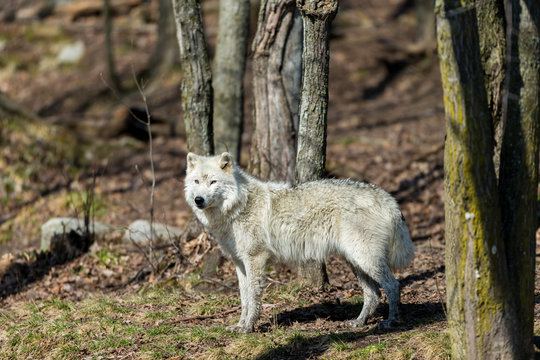 White Arctic wolf in a forest in Northern Canada alert and looking for prey, taken just after the snows had cleared in early April.