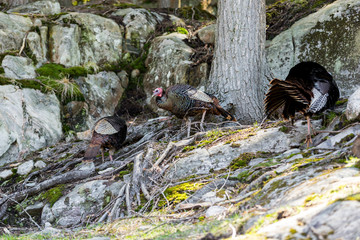 The turkey is a large bird , which is native to the Americas. One species, is native to the forests of North America, from Mexico, throughout the midwest and eastern United States, and into Canada.