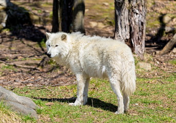 Fototapeta premium White Arctic wolf in a forest in Northern Canada alert and looking for prey, taken just after the snows had cleared in early April.