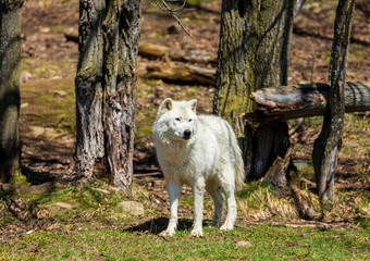 A red deer in a forest in Quebec Canada.