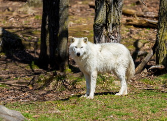 Obraz premium White Arctic wolf in a forest in Northern Canada alert and looking for prey, taken just after the snows had cleared in early April.