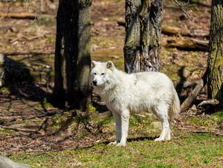 Obraz premium White Arctic wolf in a forest in Northern Canada alert and looking for prey, taken just after the snows had cleared in early April.