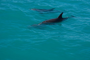 Obraz premium Dolphins of Key West