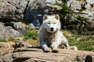 Fototapeta premium White Arctic wolf in a forest in Northern Canada alert and looking for prey, taken just after the snows had cleared in early April.