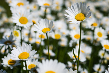 Fototapeta premium Daisies field