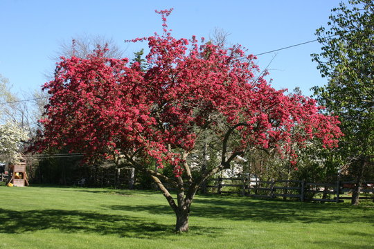 Fototapeta red bud tree or flowering crab apple?