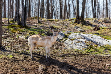 Fototapeta premium A red deer in a forest in Quebec Canada.