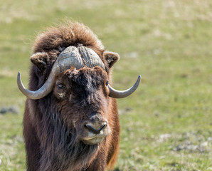 Musk Ox in a nature reserve in northern Quebec Canada.