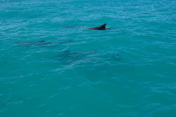 Dolphins of Key West