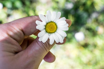Daisy in the hand