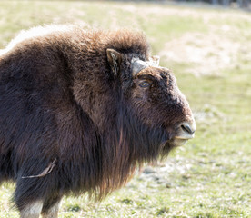 Fototapeta premium Musk Ox in a nature reserve in northern Quebec Canada.