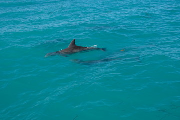 Obraz premium Dolphins of Key West