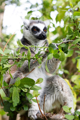 Ring-tailed Lemur on top of a tree