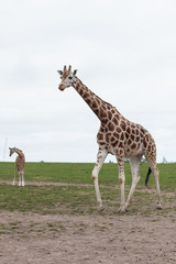 Naklejka na ściany i meble Adult giraffe and young giraffe in the field