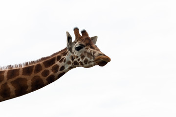 Close up of a giraffe from neck up against a bright blue sky