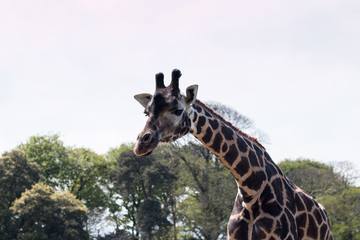 Close up of a giraffe from neck up against a bright blue sky
