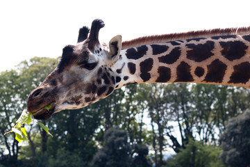 Close up of a giraffe eating leaves with a bright blue sky