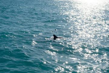 Dolphins of Key West