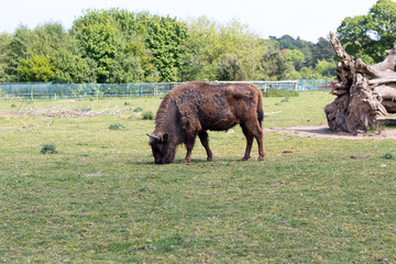 Single European Bison on the field eating grass against a brigt blue sky © bacothelock