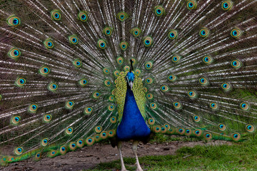 Obraz premium Indian Peafowl stretching its magnificent tail train