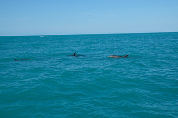 Dolphins of Key West