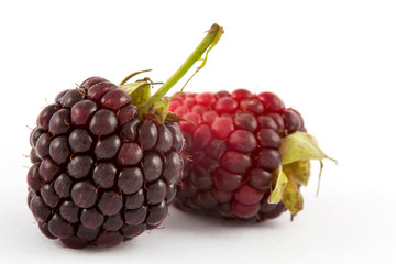 Blackberry (Rubus glaucus) isolated in white background